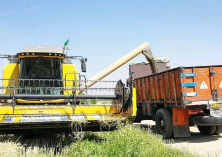 کاشت کلزا گامی در خودکفایی تولید روغن/ استان همدان مستعد کشت دانه‌های روغنی