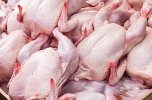 قیمت منطقی مرغ در هر کیلو ، ۸۵۰۰ تومان / دلیلی برای افزایش قیمت مرغ وجود ندارد