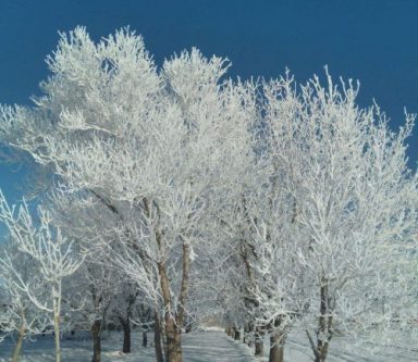 قاب‌هایی خیره‌کننده از درختان یخ زده در نهاوند