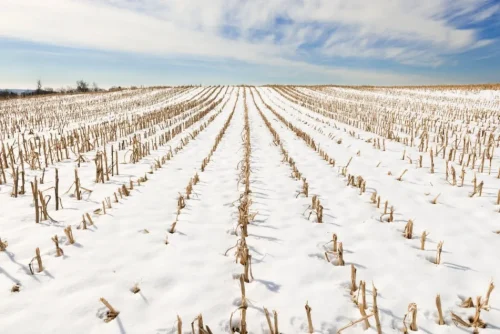 بارش برف، خسارت سرما را در محصولات زراعی کاهش می‌دهد