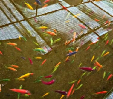 مزرعه ماهیان زینتی با تولید بیش از ۱۰ نوع ماهی در آبشینه