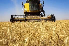گلایه کشاورزان نهاوندی از خرید گندم پایین‌تر از نرخ مصوب
