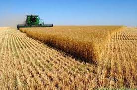 پیش‌بینی خرید ۹ میلیون تن گندم در کشور