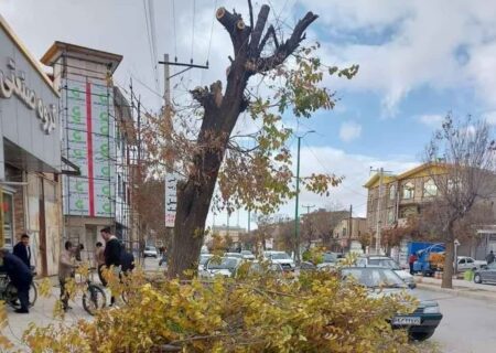 درختان سربریده شهر، شاهکار جدید شهرداری کبودراهنگ