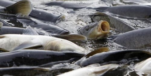 پیش بینی تولید ۷ هزار تن ماهی در همدان