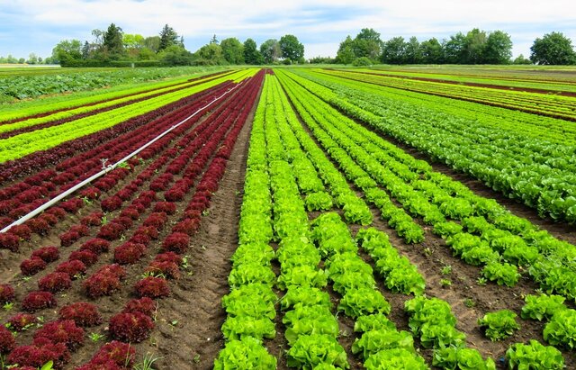 افزایش ۴ برابری تولید محصولات کشاورزی در اسدآباد