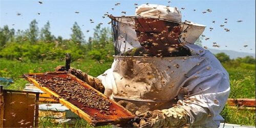 کام تلخ عسل برای زنبورداران اسدآبادی