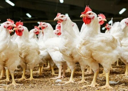 افزایش تولید مرغ با تأمین نهاده‌ها