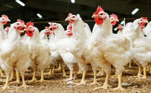 افزایش تولید مرغ با تأمین نهاده‌ها