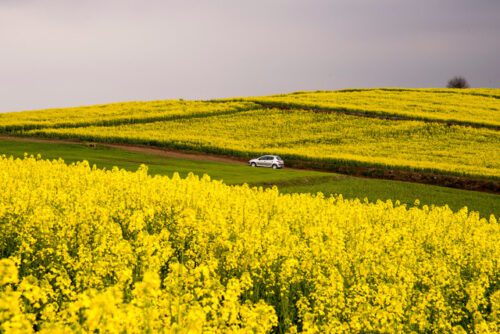 اهمیت دانه‌های روغنی در رونق اقتصادی