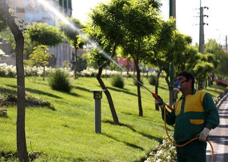 درختان سطح شهر سمپاشی می‌شوند