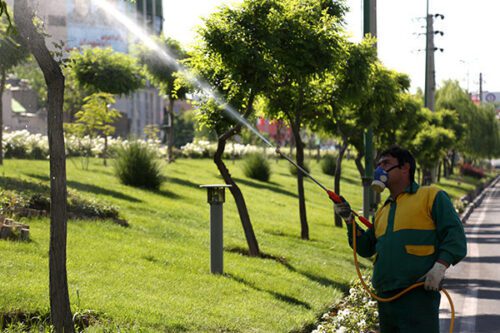 درختان سطح شهر سمپاشی می‌شوند