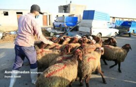 بازار خرید و فروش دام در همدان