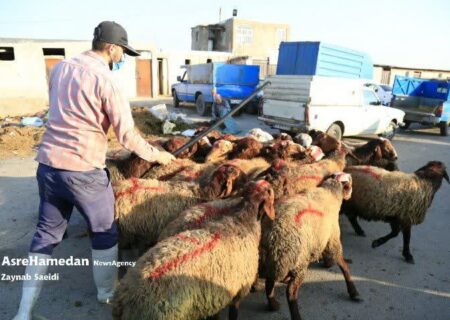 بازار خرید و فروش دام در همدان