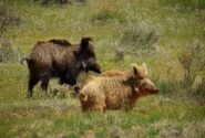 فیلمی از مشاهده گله گرازها در دره «وزوا» روستای مهین آباد نهاوند