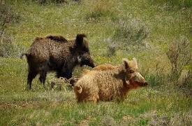 فیلمی از مشاهده گله گرازها در دره «وزوا» روستای مهین آباد نهاوند