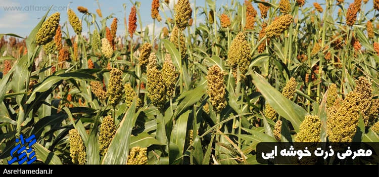 سورگوم، شتر گیاهان زراعی در همدان کشت می شود