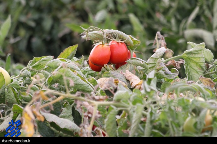 بازدید از مزارع کشت گوجه فرنگی استان همدان