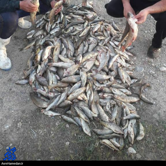 شناسایی و معرفی متخلفان صید غیر مجاز ماهی به دستگاه قضایی