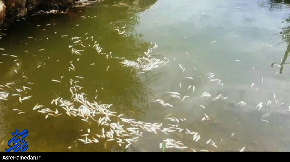 قتل و عام ماهی های فریازان بر اثر مسمومیت شیمیایی بوده نه میکروبی/ نامه انتشاری در فضای مجازی مرتبط با آلودگی منجر به مرگ ماهی ها نیست
