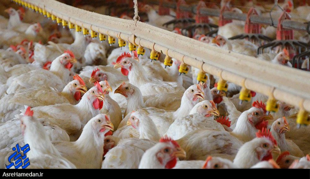 پرکشیدن مرغ از سفره مردم/بدون تامین نیاز مرغداران باید منتظر افزایش بیشتر قیمت باشیم