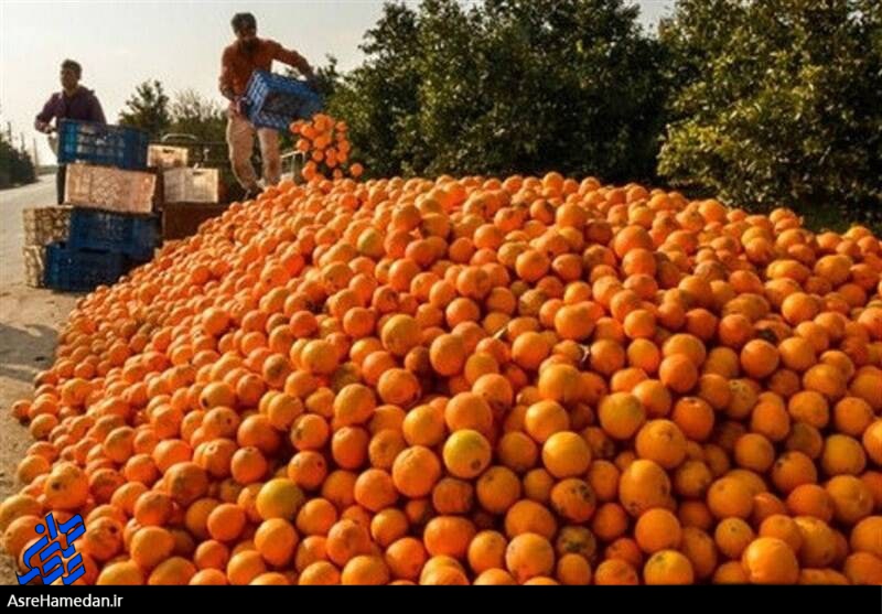 توزیع قطره چکانی میوه به غرفه های فروش و افزایش قیمت ها در بازار