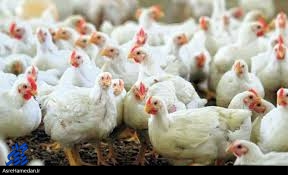 کشف بیش از یک میلیارد ریال مرغ زنده قاچاق در ملایر