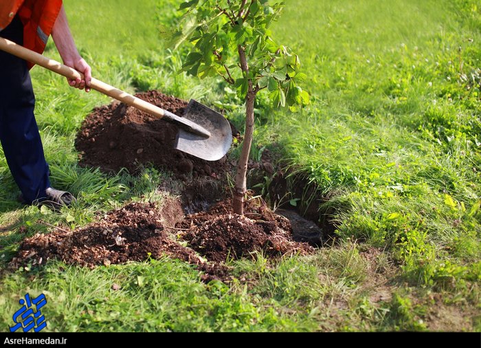 توزیع و کاشت رایگان نهال برنامه ی سازمان فضای سبز در هفته ی درختکاری