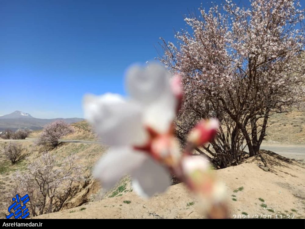 خودنمایی گلبرگ های شکوفه های بهاری بر تن پرطراوت تویسرکان