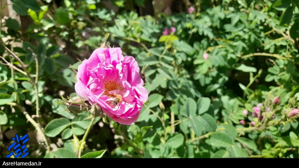 جلوه‌ای زیبا از گل های محمدی و رز در دومین ماه بهاری