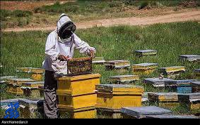 سرشماری زنبورستان های شهرستان بهار پایان یافت