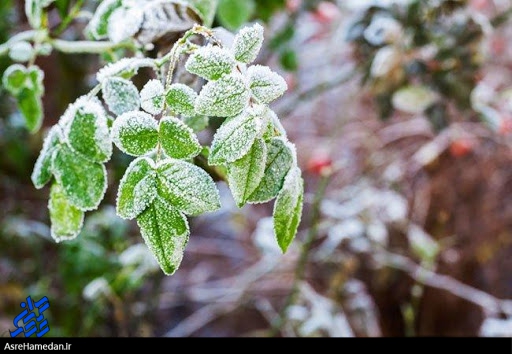 سرمازدگی ۵ درصد از باغات و مزارع استان همدان/ضرورت بهره گیری از سرشاخه کاری برای مقاوم سازی درختان در برابر سرما