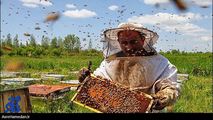 محصولات مزارع زنبور یکی از مهمترین و پردرآمدترین صادرات غیر نفتی در کشور
