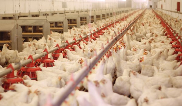 زنگ خطر برای صنعت مرغداری به صدا درآمده است